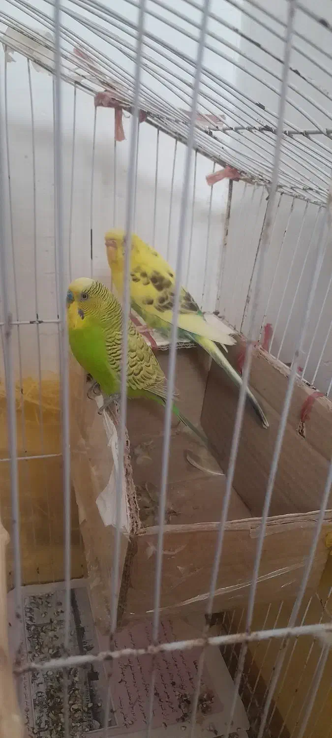 مرغ عشق|پرنده|بجنورد, |دیوار