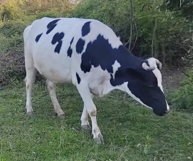 گاو گمشده|حیوانات|رشت, منظریه|دیوار