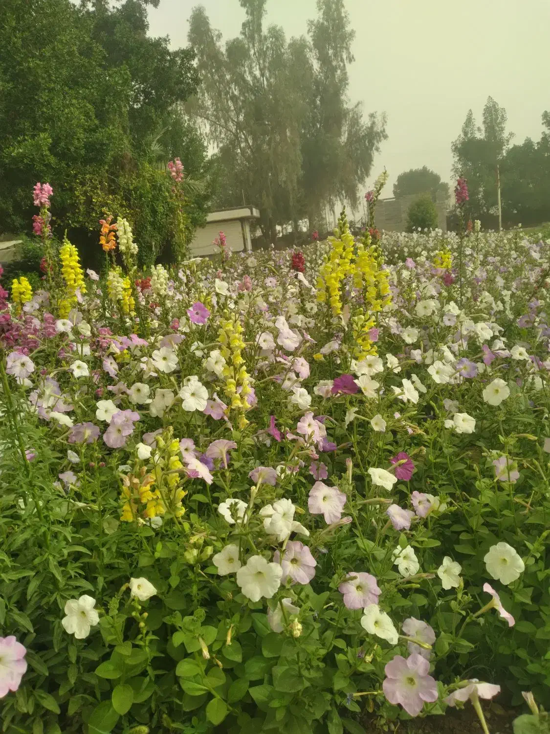 باغبانی|خدمات باغبانی و درختکاری|بهبهان, |دیوار