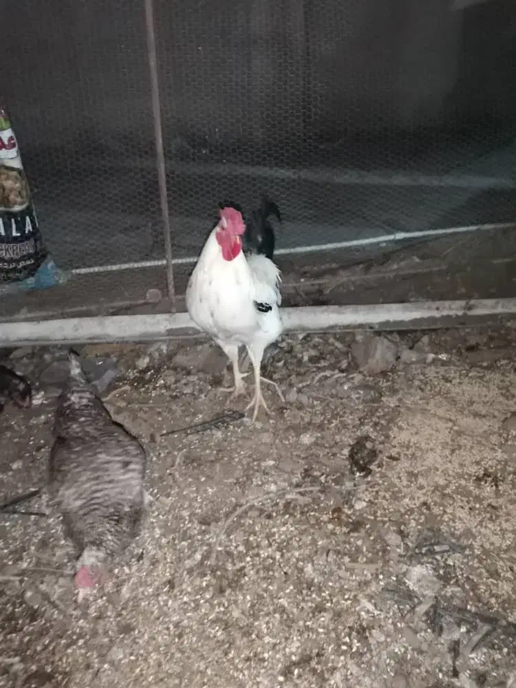 خروس|حیوانات مزرعه|سراوان, |دیوار