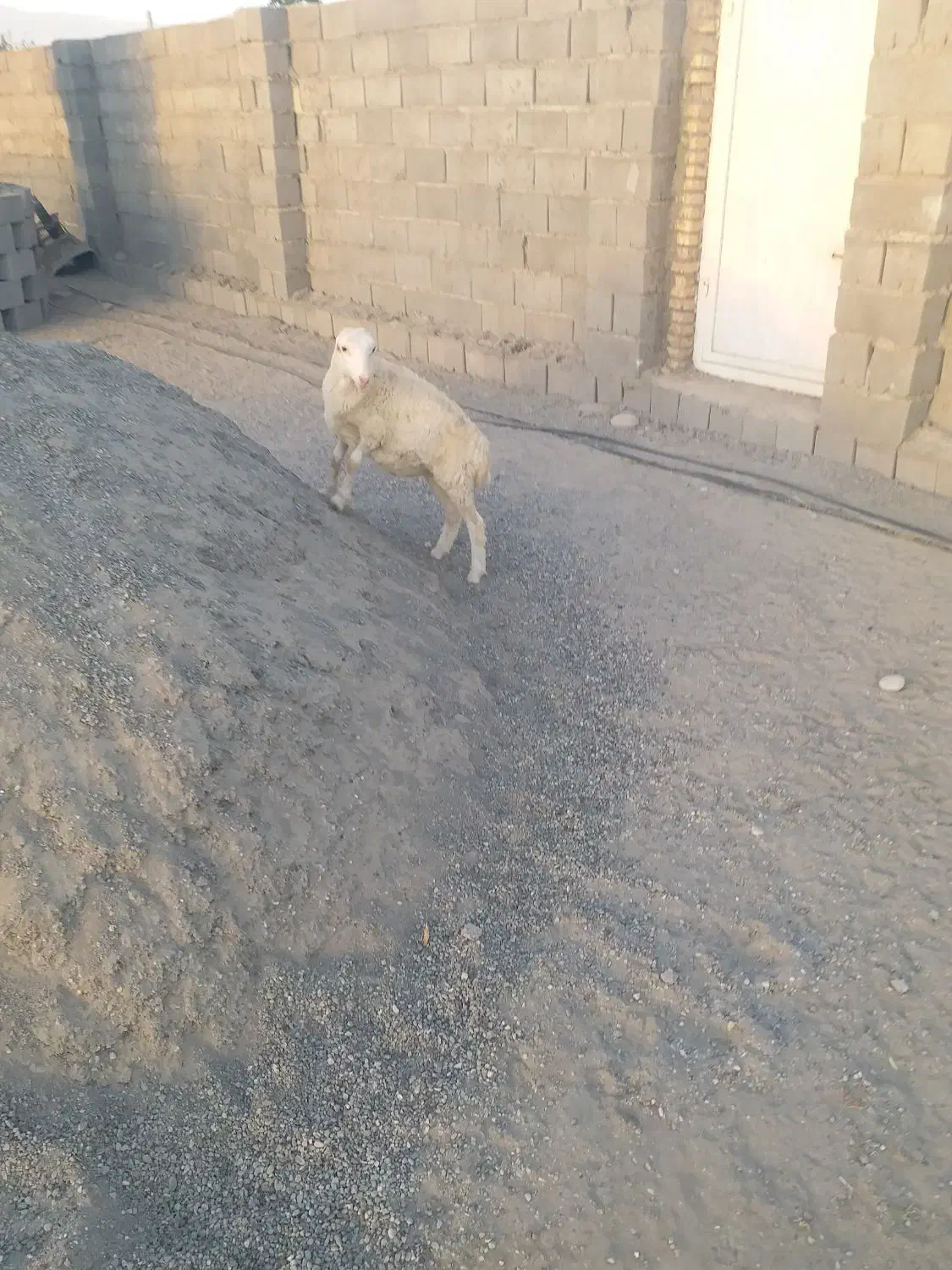 بره نر|حیوانات مزرعه|تخت, |دیوار