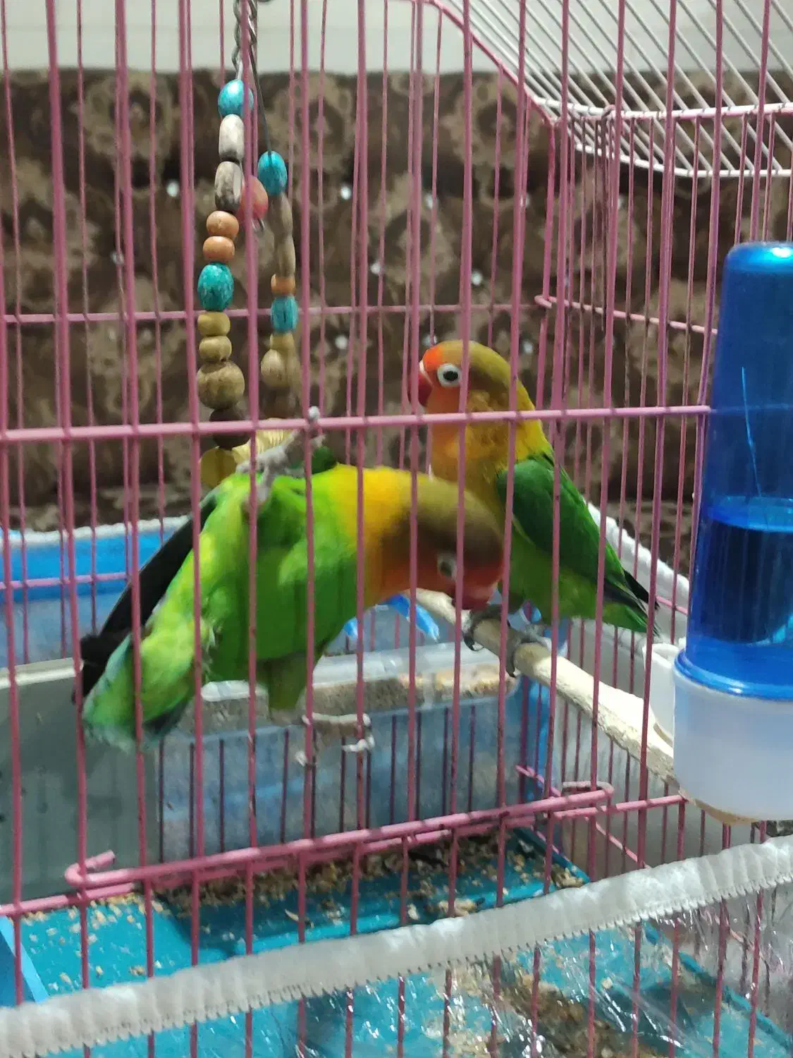 دو عدد توتوی برزیلی|پرنده|بستان آباد, |دیوار