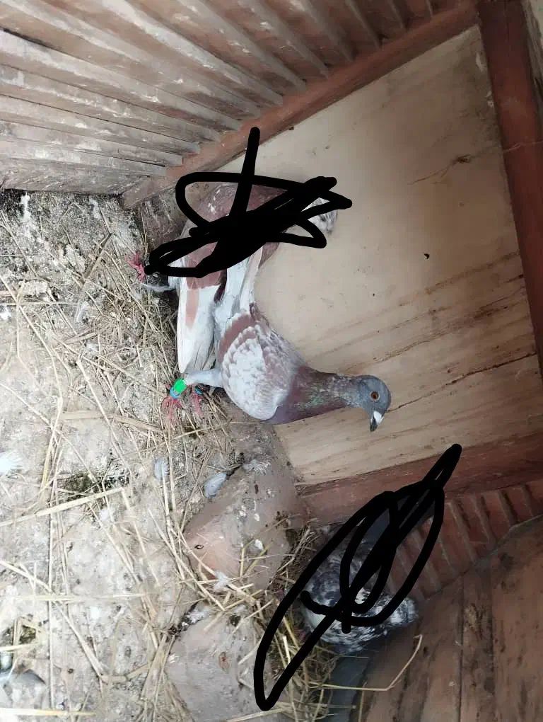 کبوتر|پرنده|رشت, توشیبا|دیوار