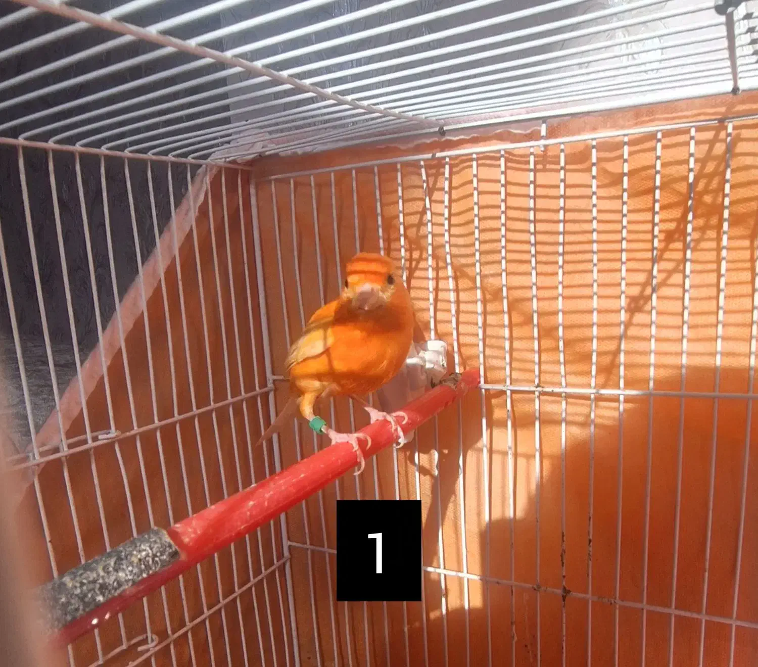 قناری رد فاکتور|پرنده|اردبیل, |دیوار