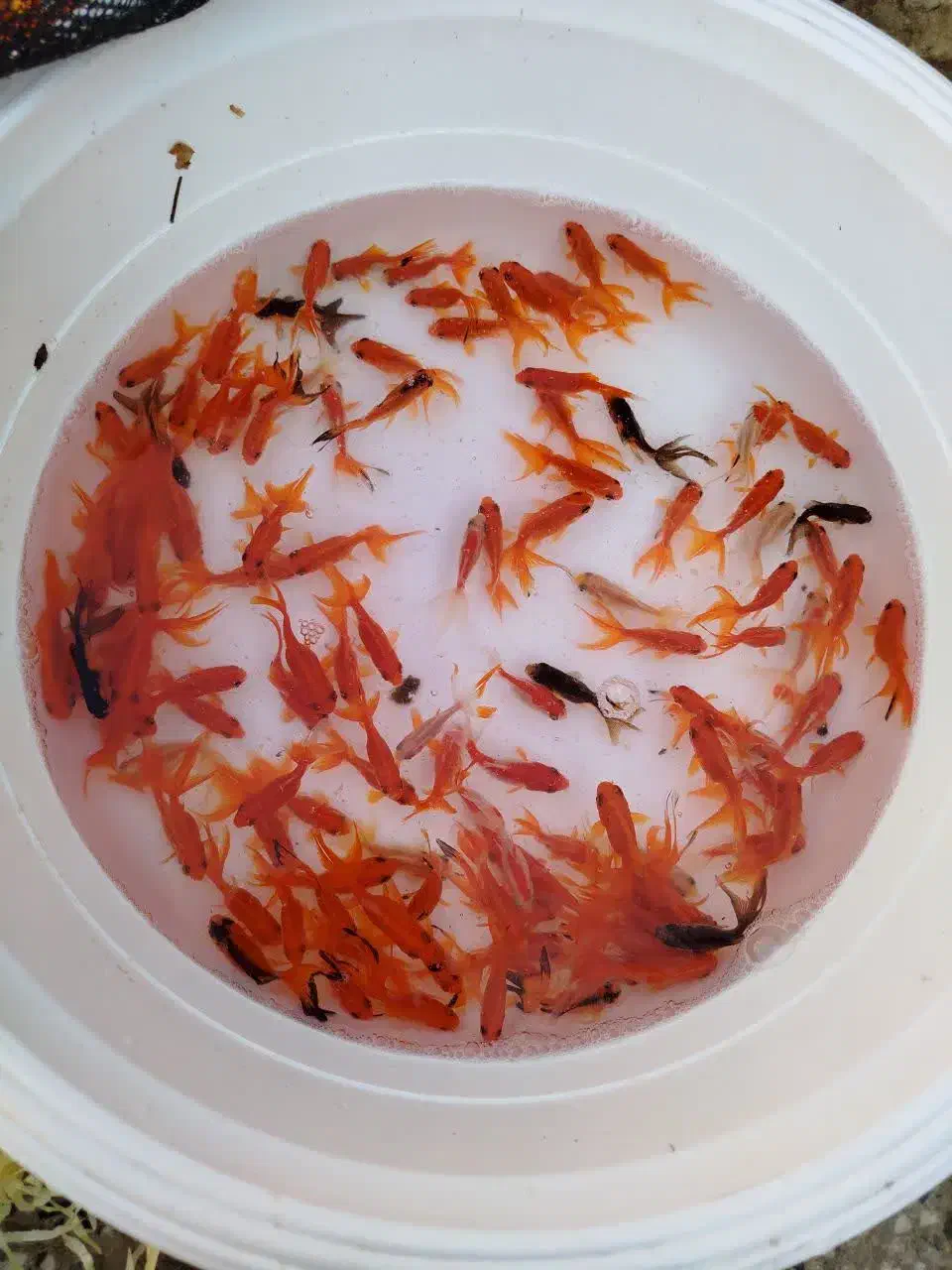 عروس|ماهی|قم, کلهری|دیوار