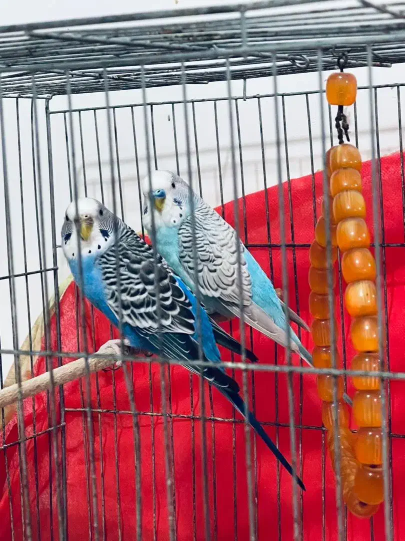 مرغ عشق|پرنده|فومن, |دیوار