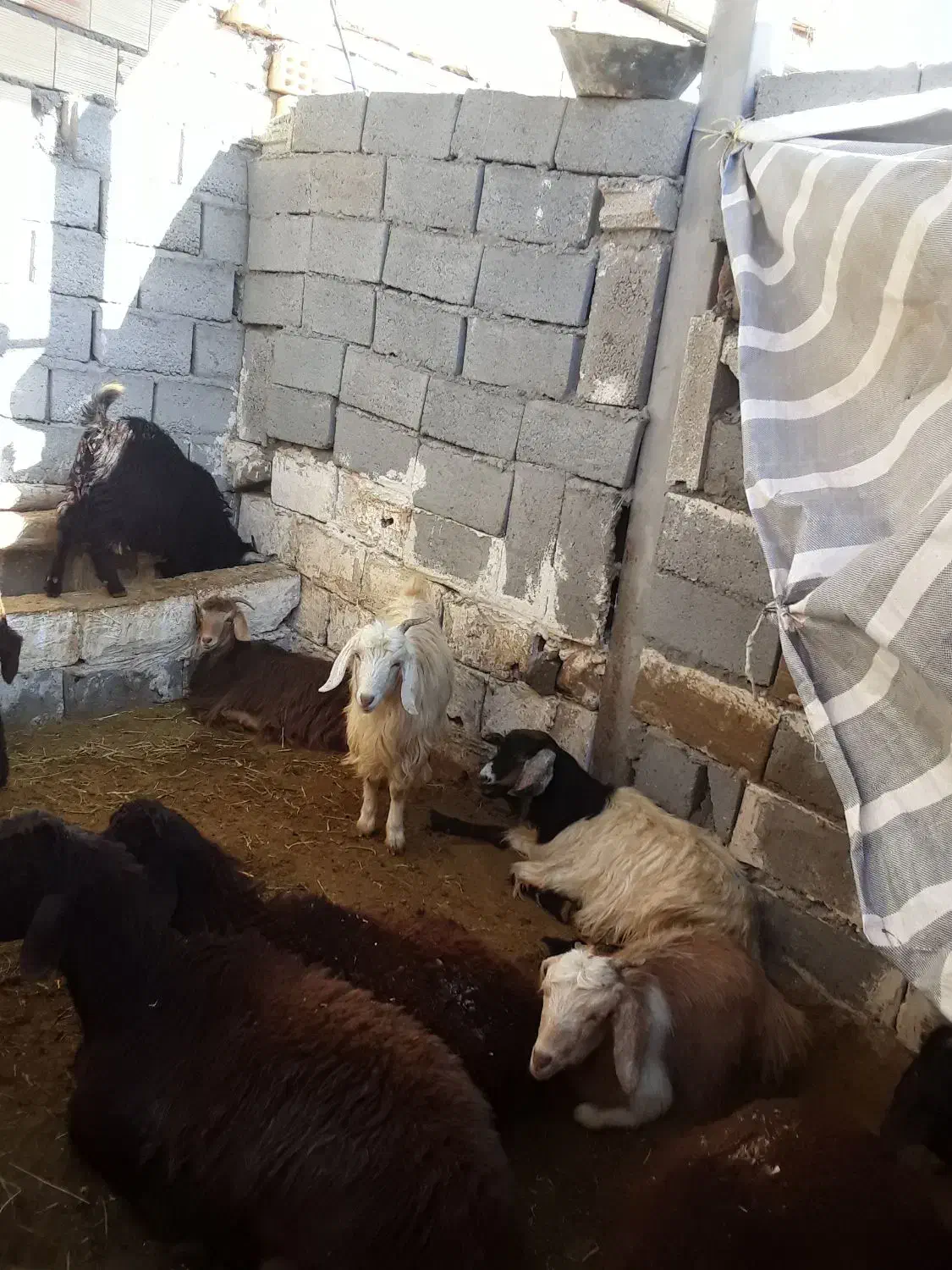 بز وبزغاله|حیوانات مزرعه|نظر کهریزی, |دیوار