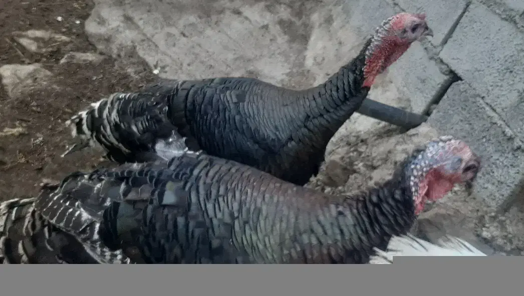 بقلمون نر محلی|حیوانات مزرعه|رستمآباد, |دیوار