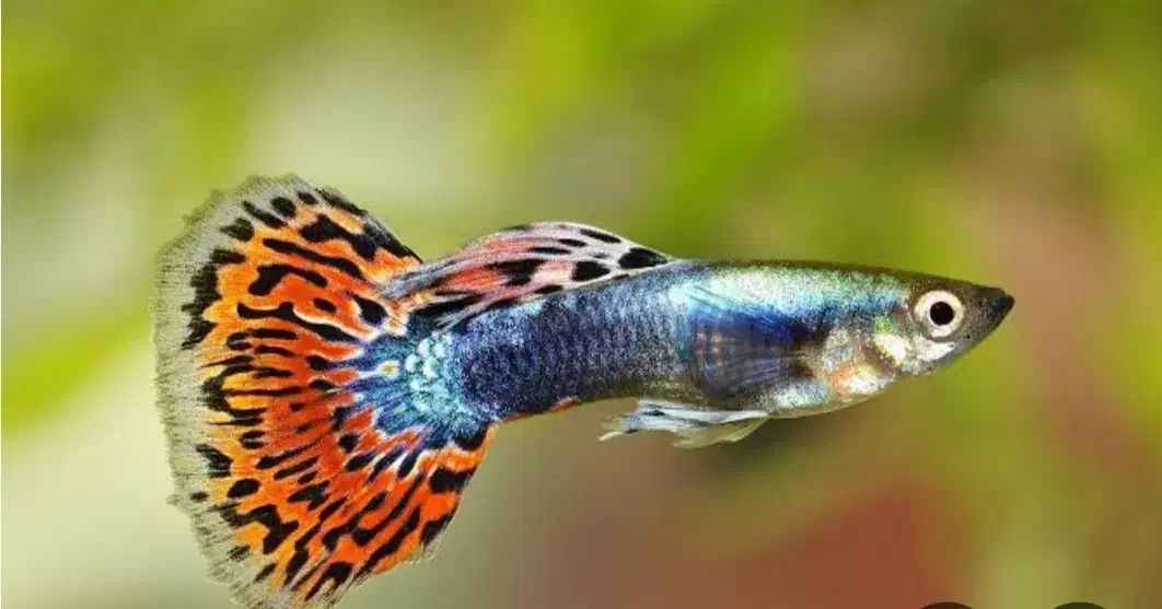 ماهی مولد گوپی خارجی|ماهی|قم, مهر آباد|دیوار