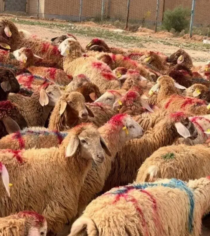 خرید حضوری گوسفند وبره زنده دام سالم و نژاددار|حیوانات مزرعه|ملارد, |دیوار