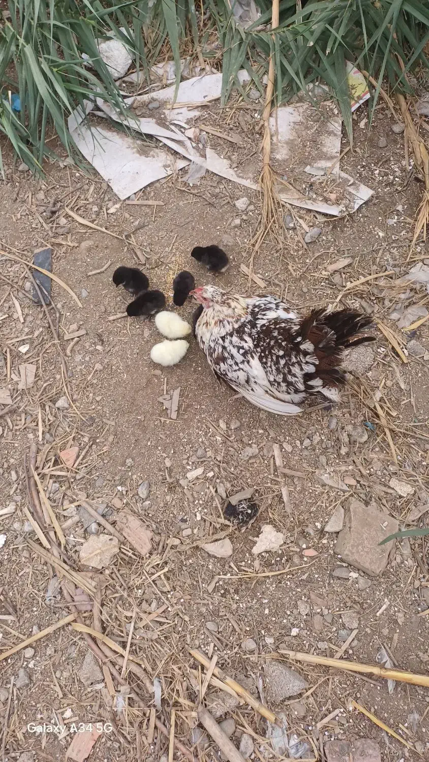 مرغ چهل تاژبا ۷ جوجهج|حیوانات مزرعه|جلین, |دیوار