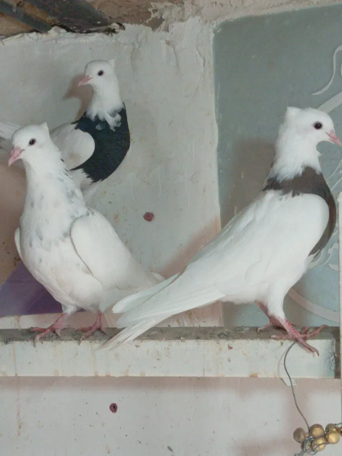 کبوتر طوقی|پرنده|شهرکرد, |دیوار