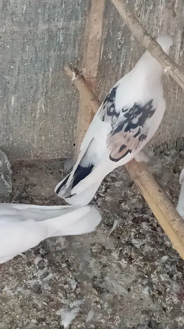 نر لک دوش،،سرور آتشی|پرنده|پیشوا, |دیوار