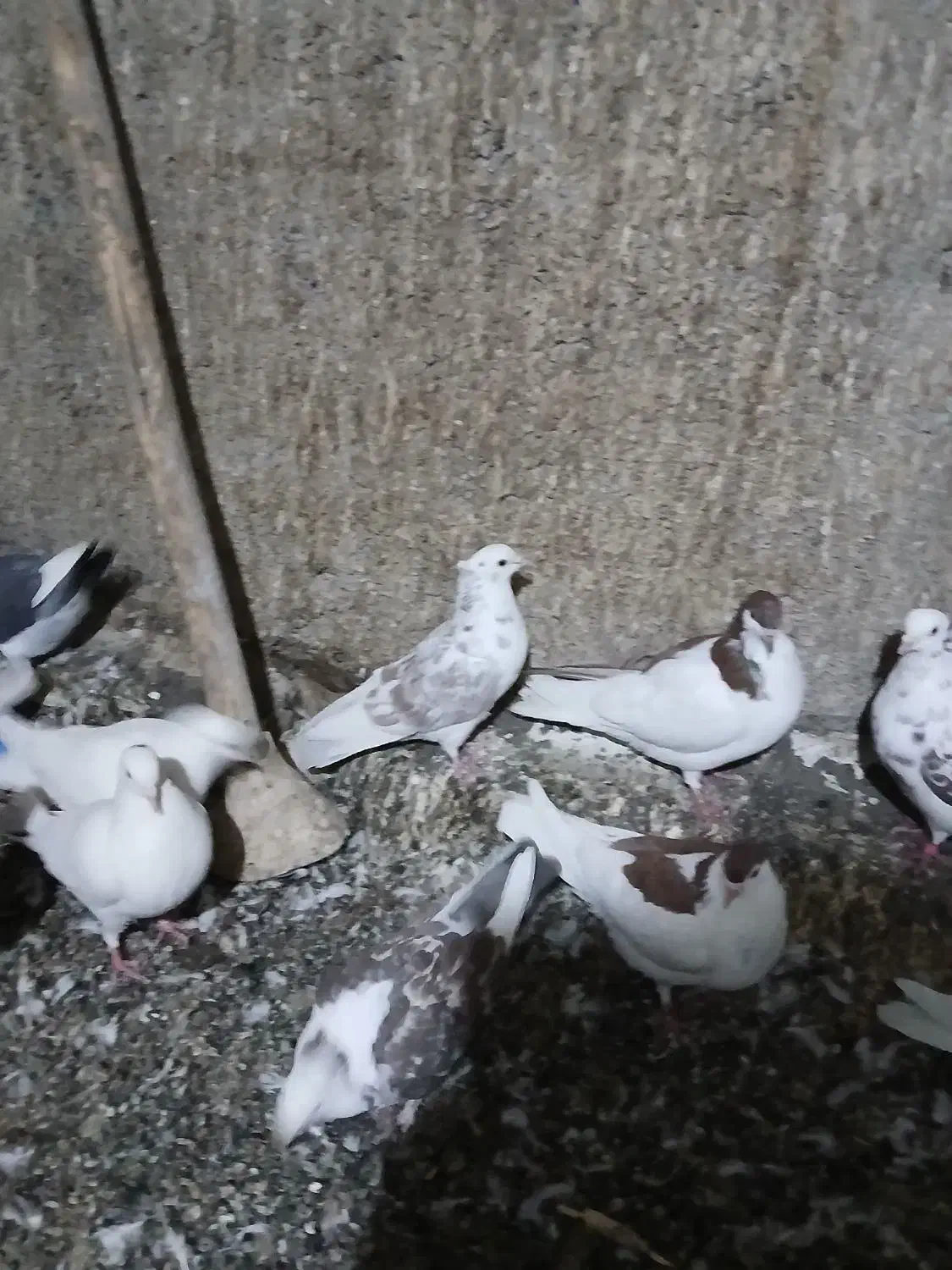 کفتر یاهو|پرنده|کهک, |دیوار