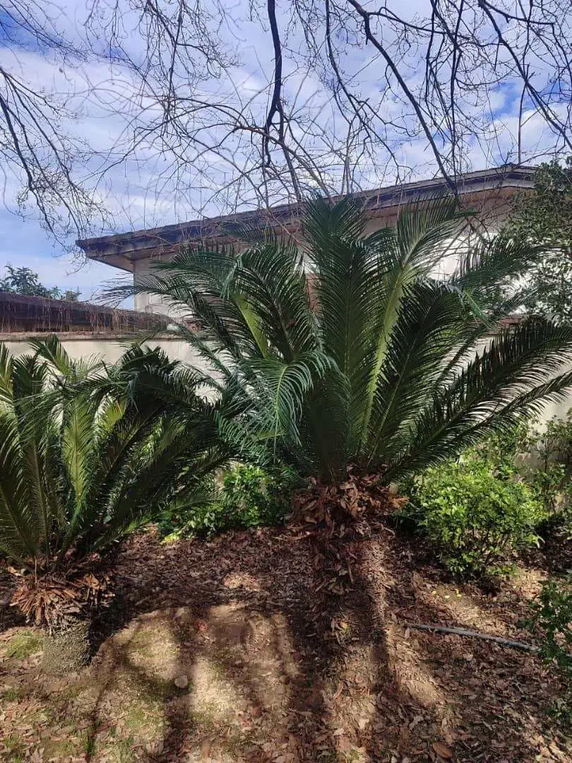 فروش سیکاس ۱۵ ساله|گل و گیاه طبیعی|نوشهر, |دیوار