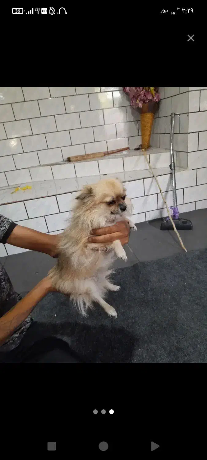 واگذاری سگ|سگ|کارون, |دیوار