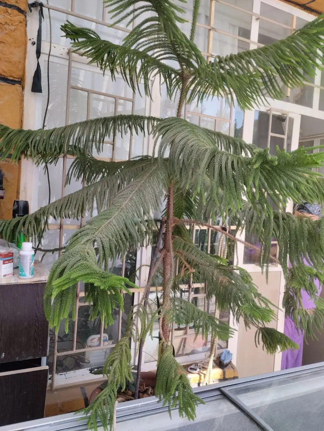 فروش گل زینتی|گل و گیاه طبیعی|یاسوج, |دیوار