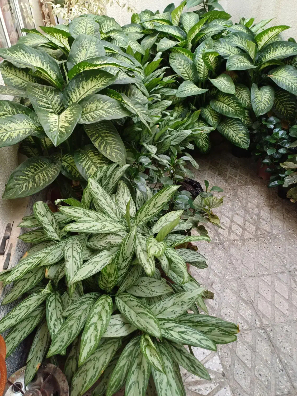 گل های آپارتمانی بسیار زیبا|گل و گیاه طبیعی|محمدیه-قزوین, |دیوار