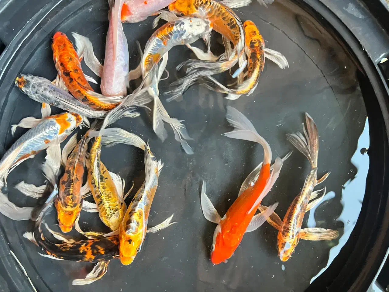 ماهی ژاپنی باکیفیت کوی|ماهی|تهران, اسکندری|دیوار