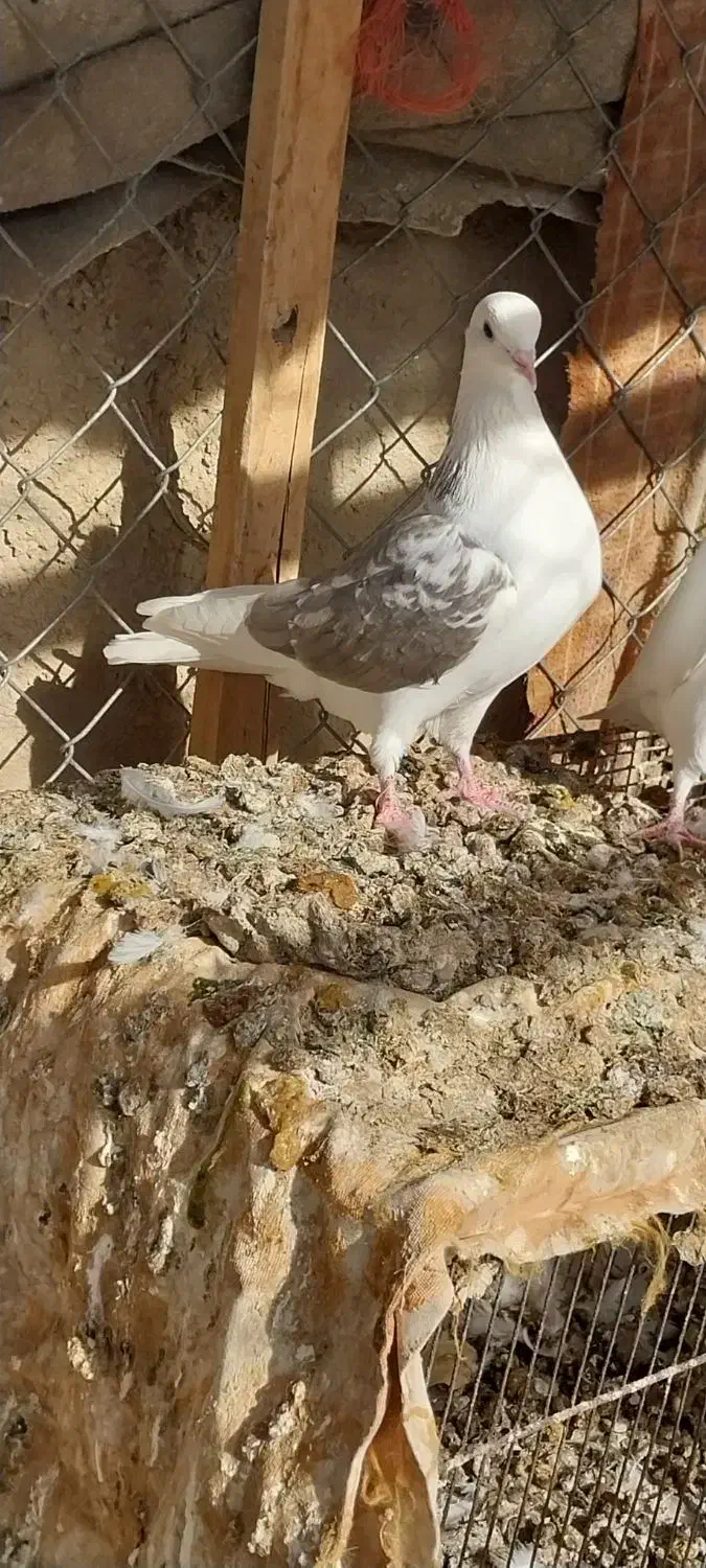 دوکت پرشی|پرنده|کبودرآهنگ, |دیوار