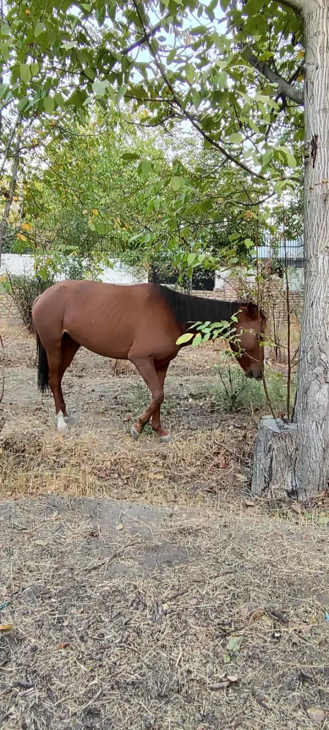 اسب|اسب و تجهیزات اسبسواری|دماوند, دماوند|دیوار