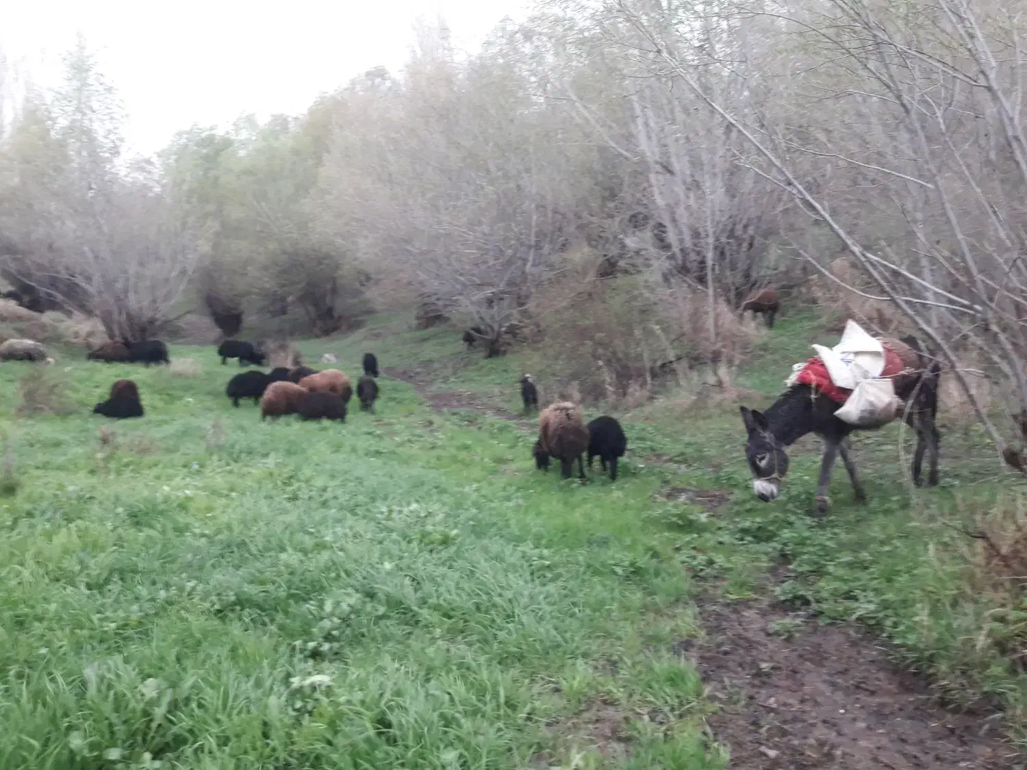 بره نره چاق|حیوانات مزرعه|کندوان, |دیوار