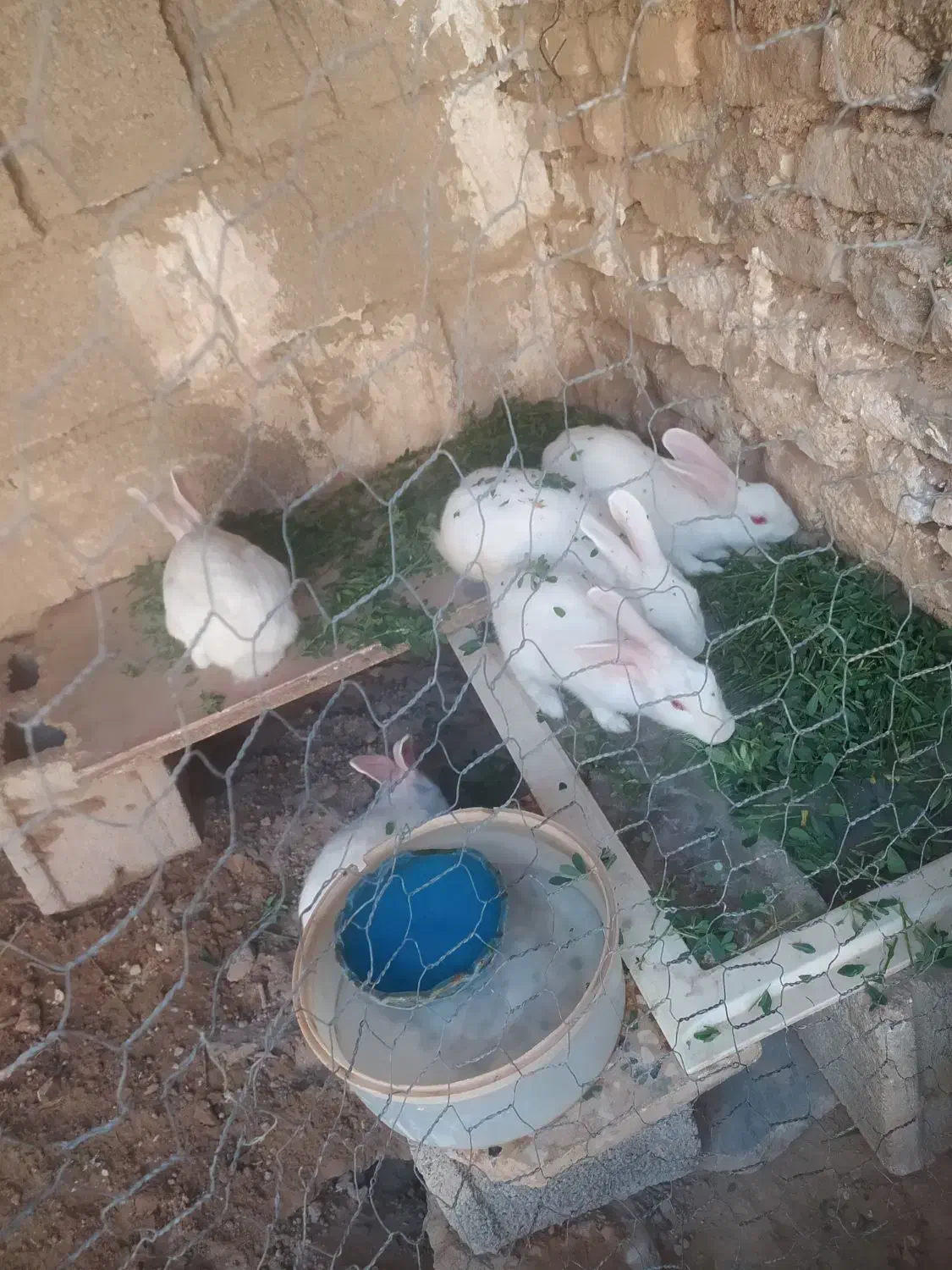 خرگوش 4ماهه باتخفیف|موش و خرگوش|شوشتر, |دیوار