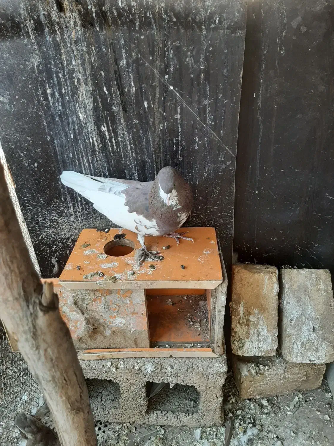 چپ سرخ خال دار|پرنده|شیراز, جانبازان|دیوار