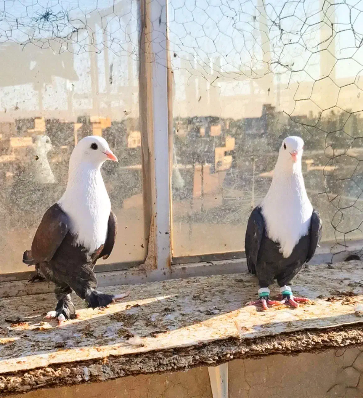 کبوتر کله سفید.کربلایی|پرنده|مه ولات, |دیوار