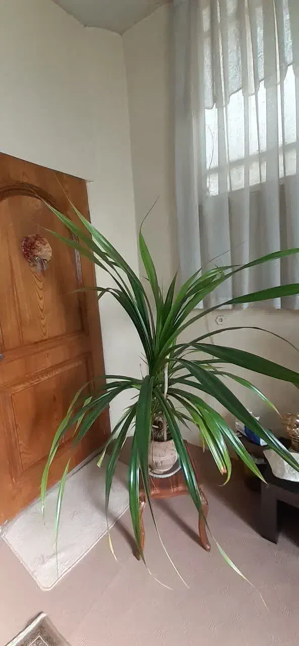 گل پاندانوس|گل و گیاه طبیعی|تهران, افسریه شمالی|دیوار