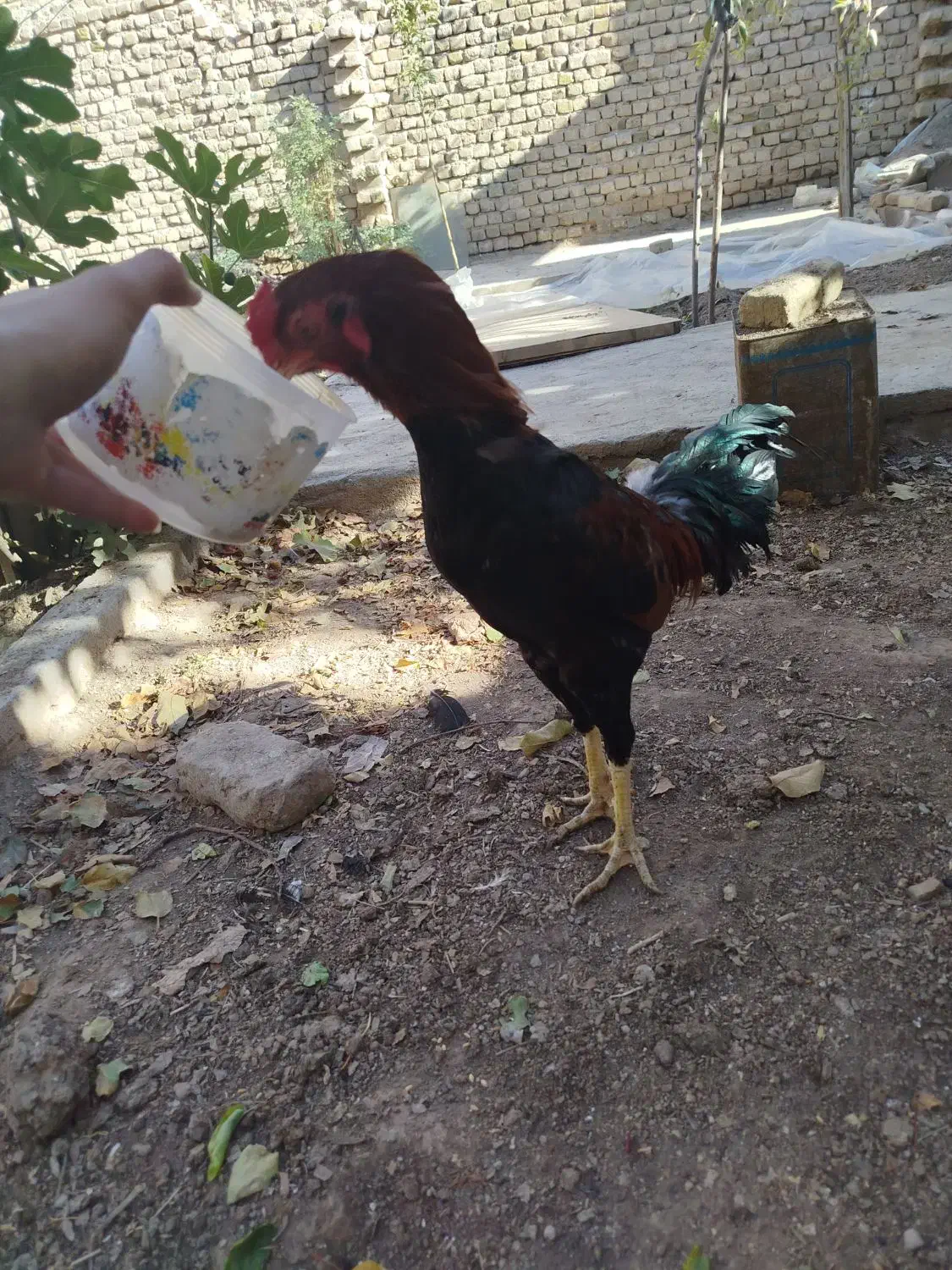 مرغ لاری ۶دنگ خروی لاری|حیوانات مزرعه|مشهد, شهید احمدی روشن|دیوار