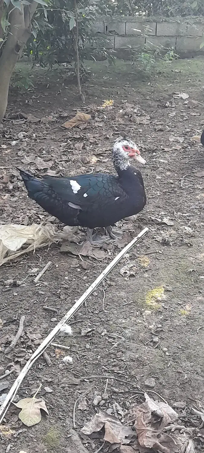 اردک خارجی7ماهه|حیوانات مزرعه|گتاب, |دیوار