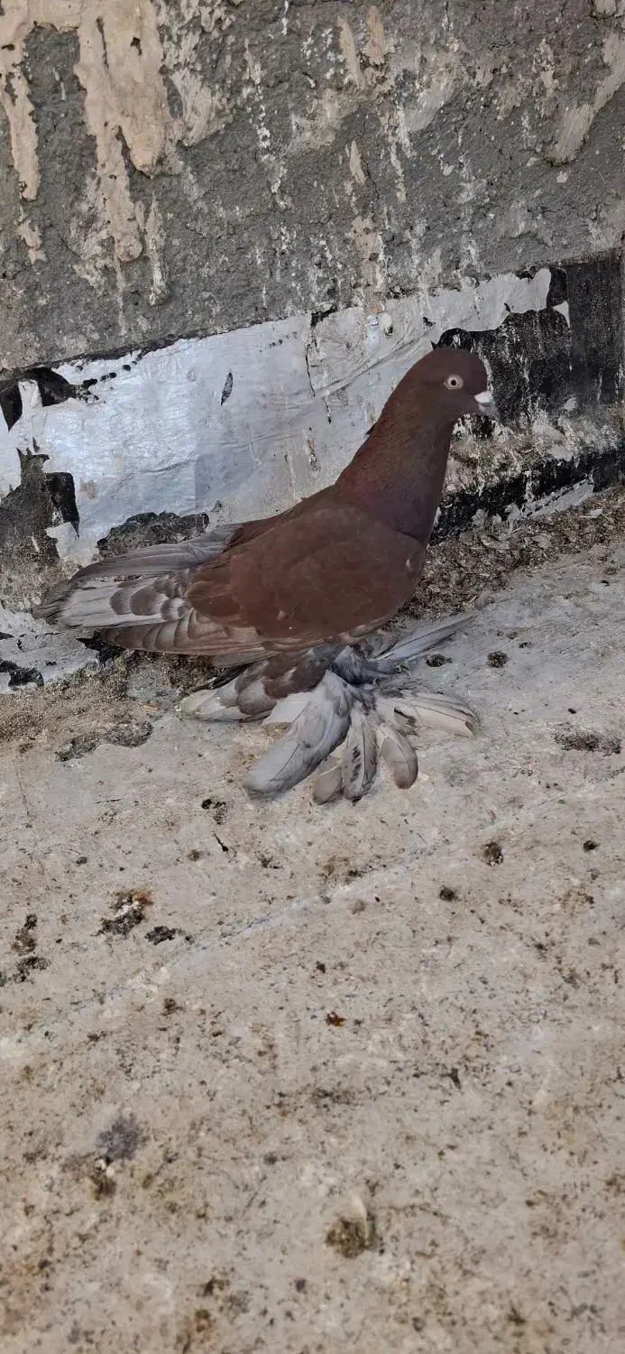 کبوتر|پرنده|اهر, |دیوار