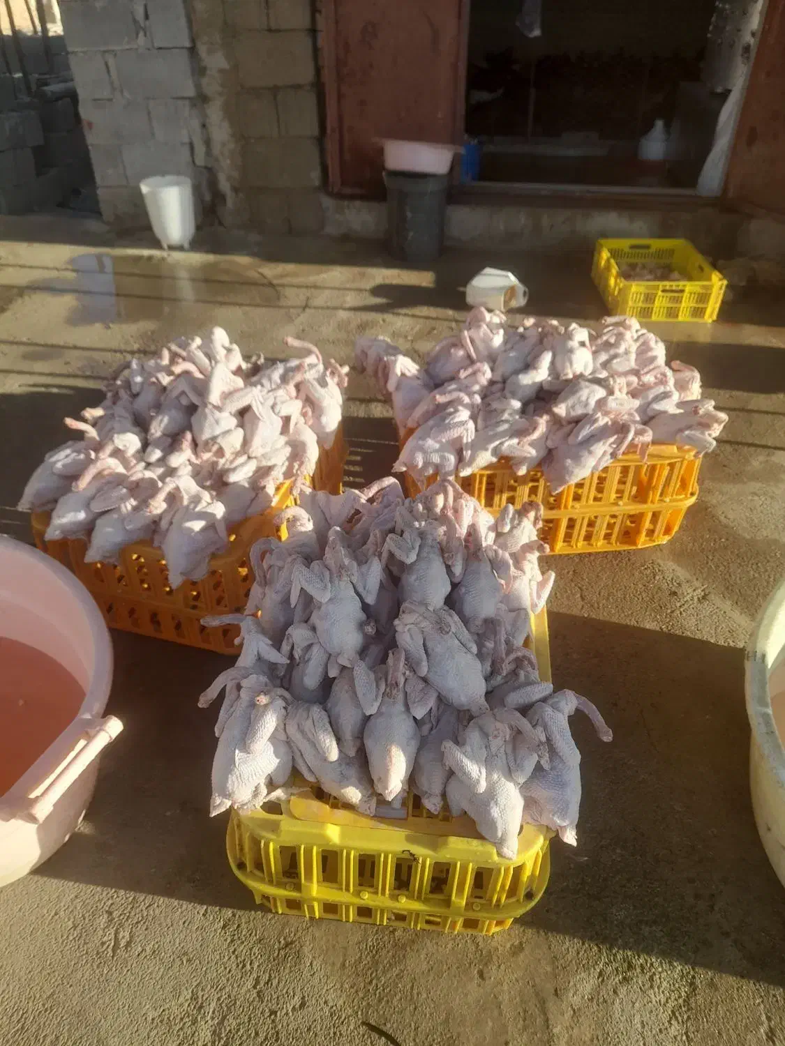 مرغ.محلی تابش|حیوانات مزرعه|دهدشت, |دیوار