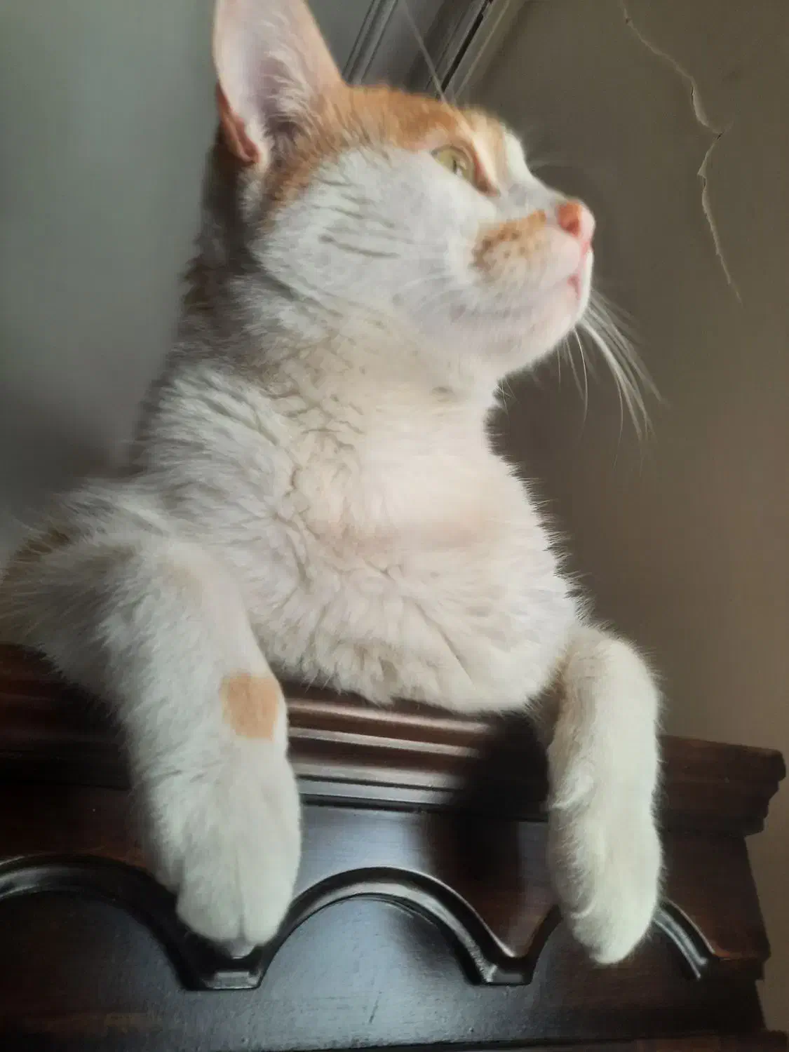 واگذاری|گربه|تهران, مینی‌سیتی (شهرک نفت)|دیوار