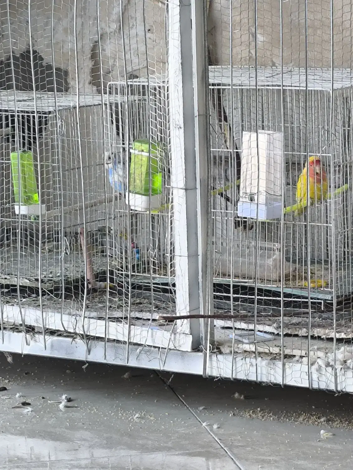 کنوله زرد|پرنده|بیرجند, |دیوار