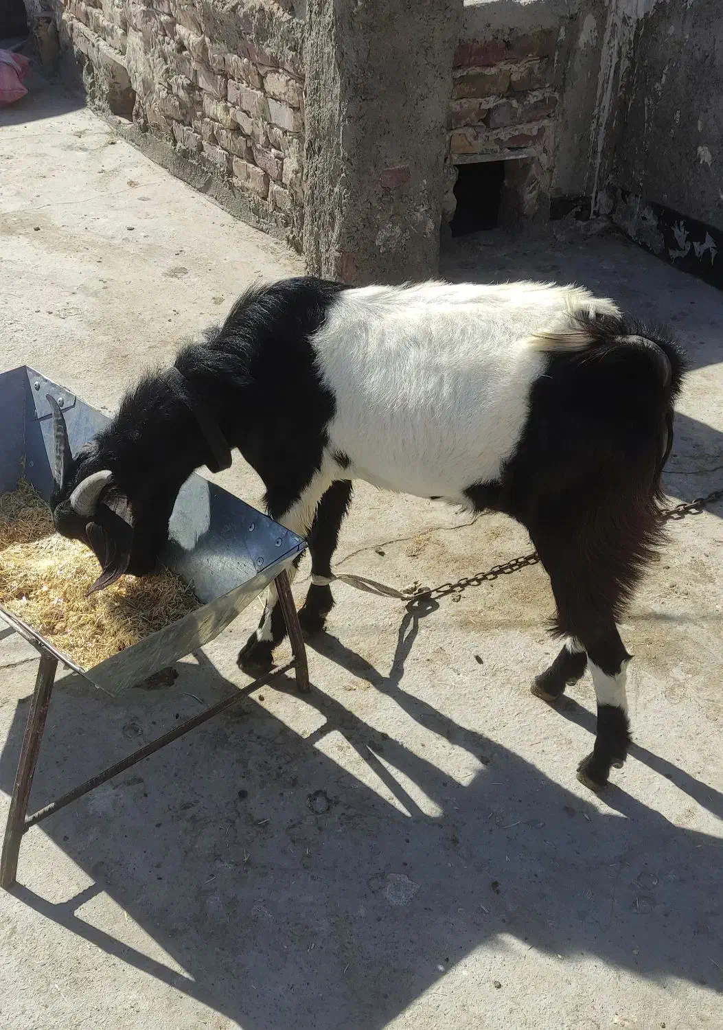 بزغاله نر|حیوانات مزرعه|زاهدان, |دیوار