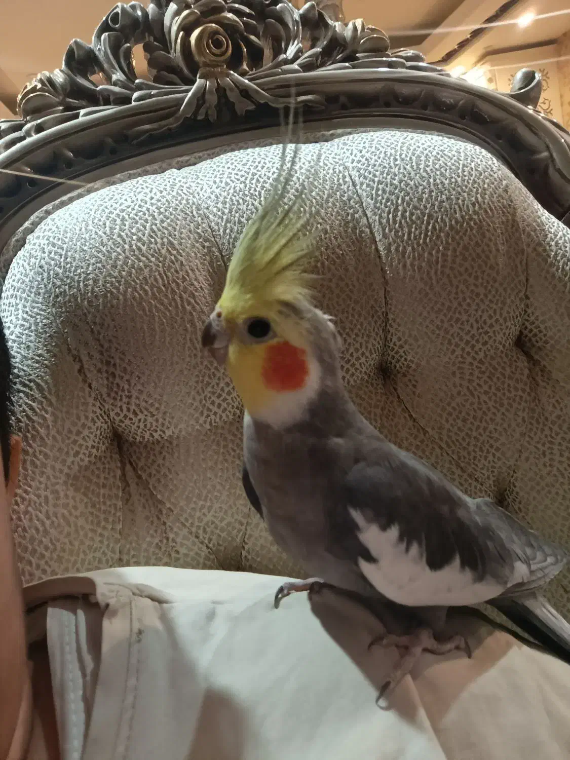 طوطی هلندی|پرنده|سهند, |دیوار