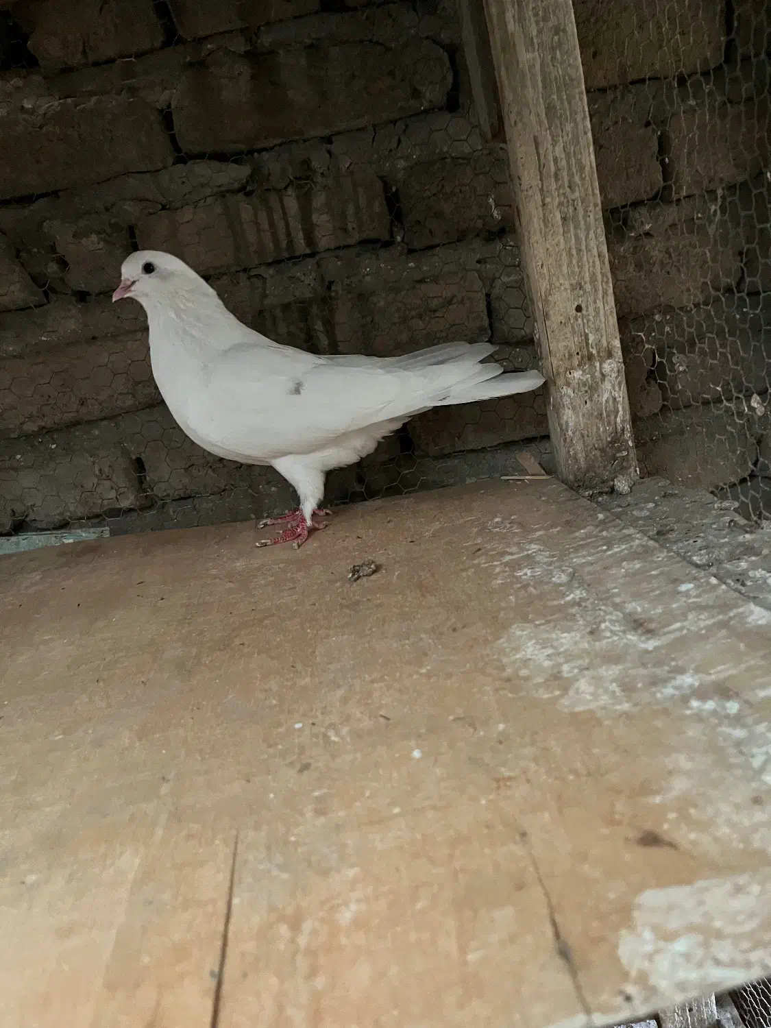 کبوتر پرشی|پرنده|قائمشهر, |دیوار