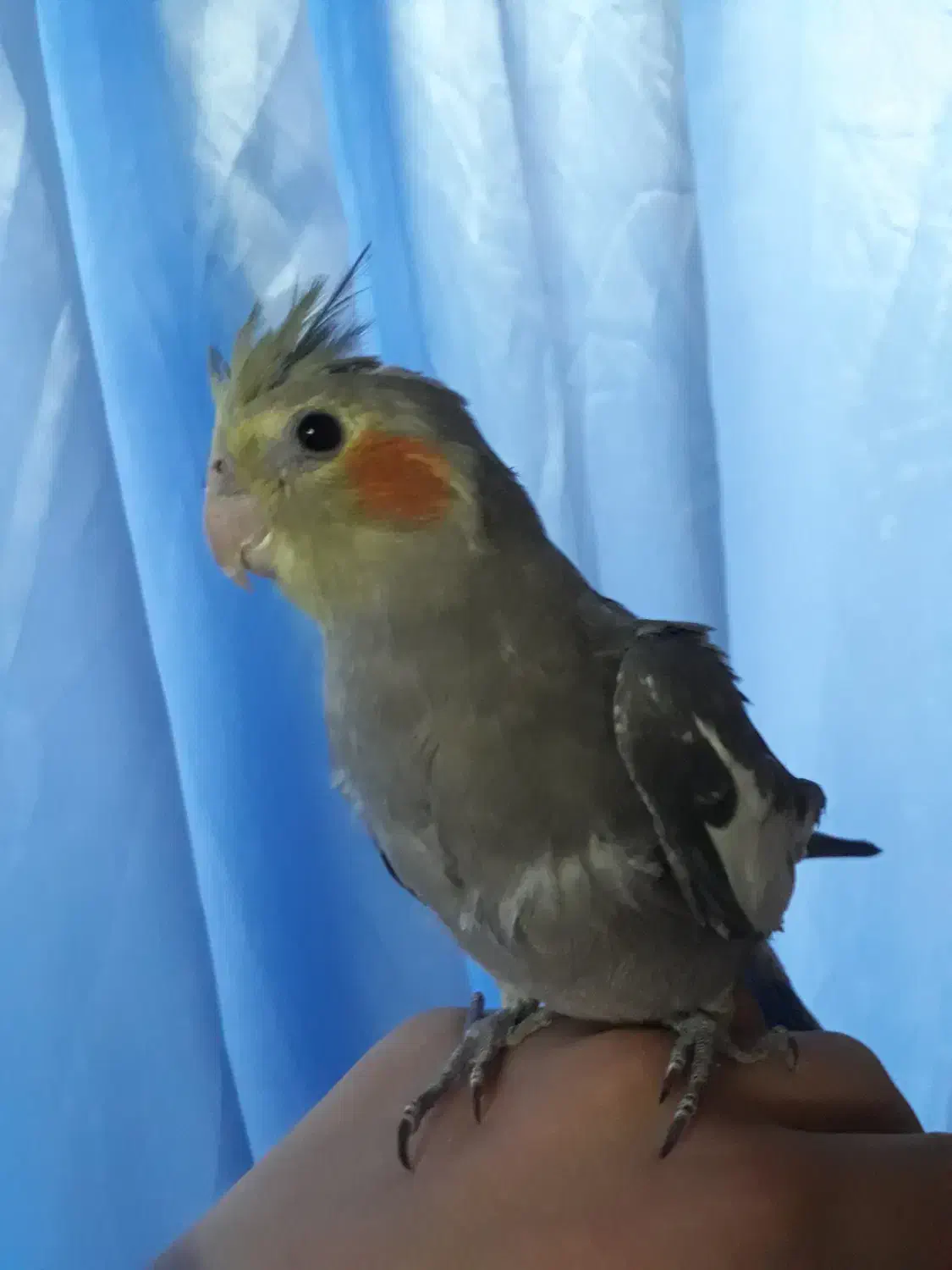 عروس هلندی سینامون|پرنده|خمینیشهر, |دیوار