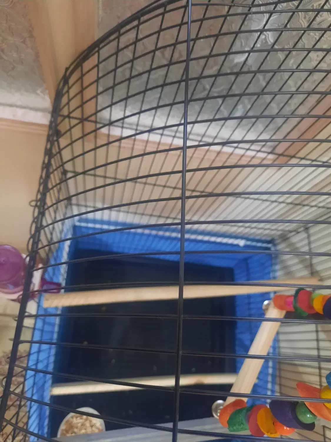 قفس طوطیسانان|لوازم جانبی حیوانات|قم, بنیاد|دیوار