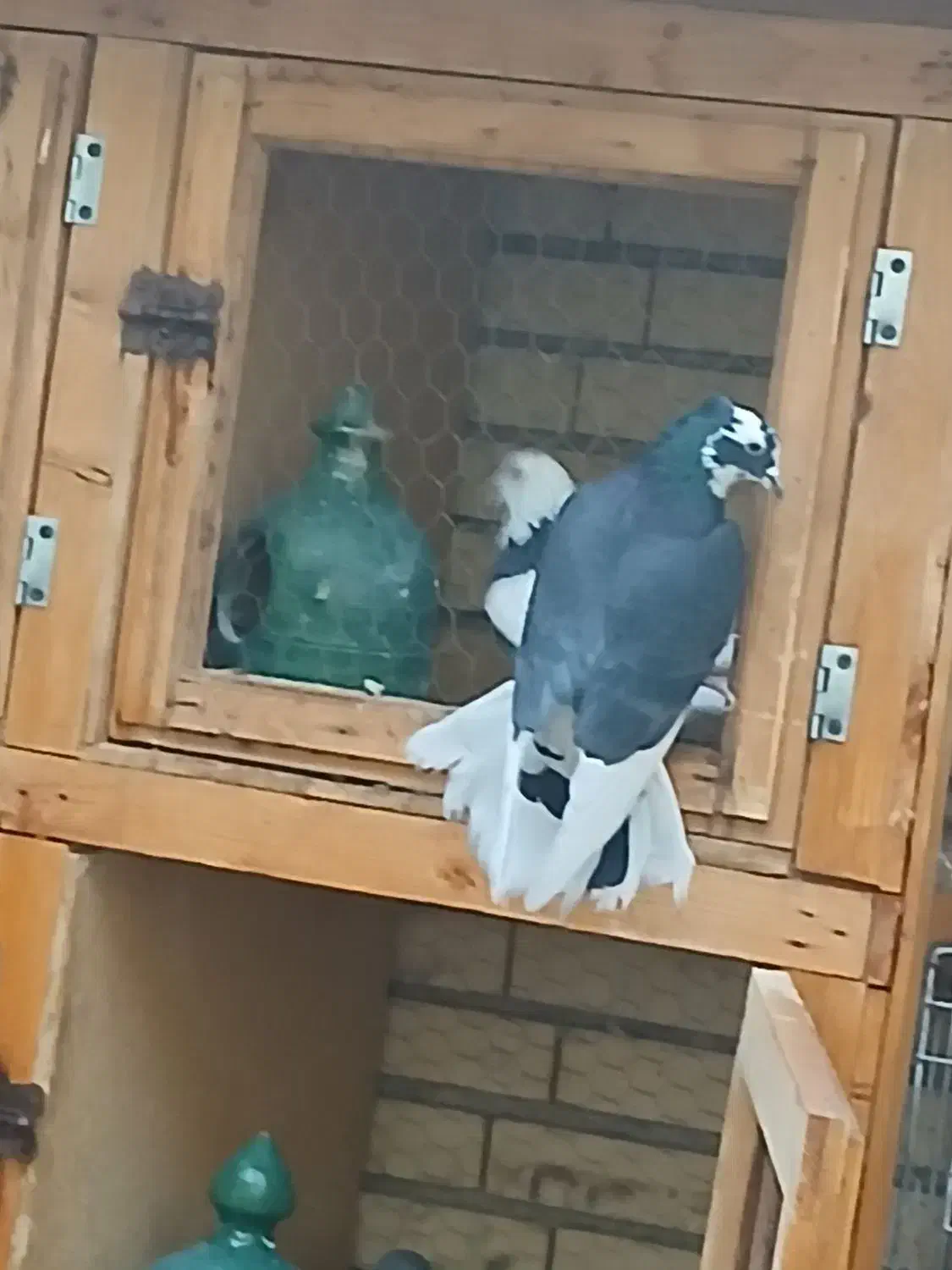 کبوترنرکشکلک. گم کردم. پریروز|حیوانات|یزد, |دیوار