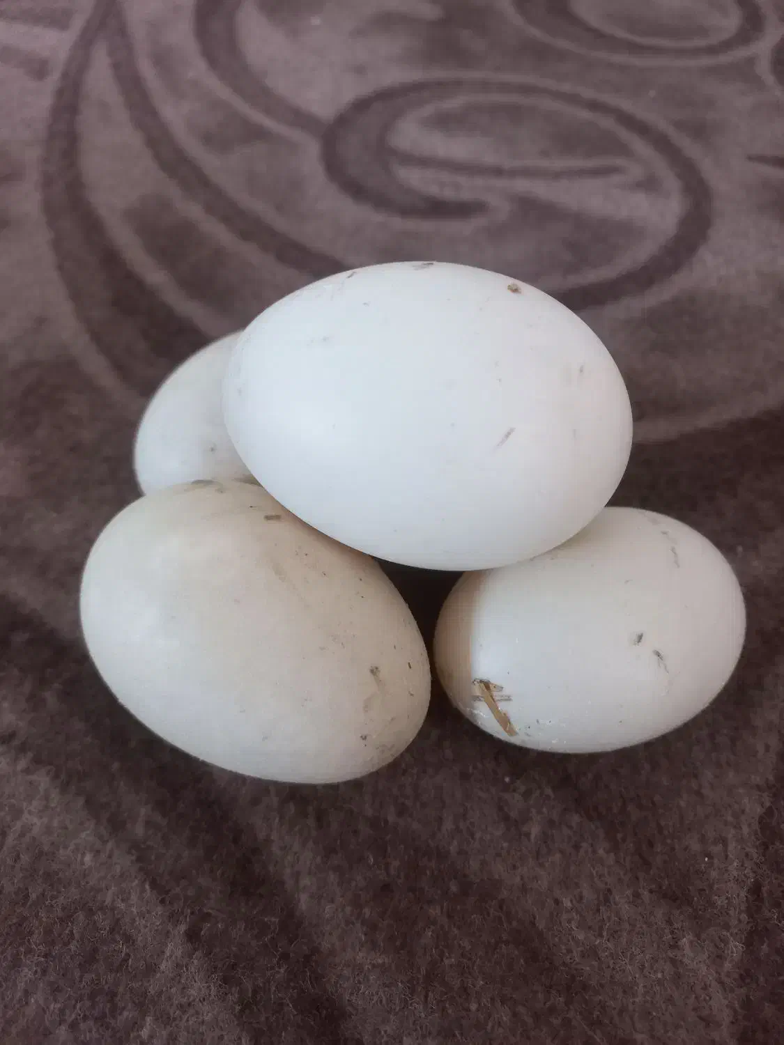 تخم اردک اسراییلی موجود هست سالم وتازه|حیوانات مزرعه|مزرعه کتول, |دیوار