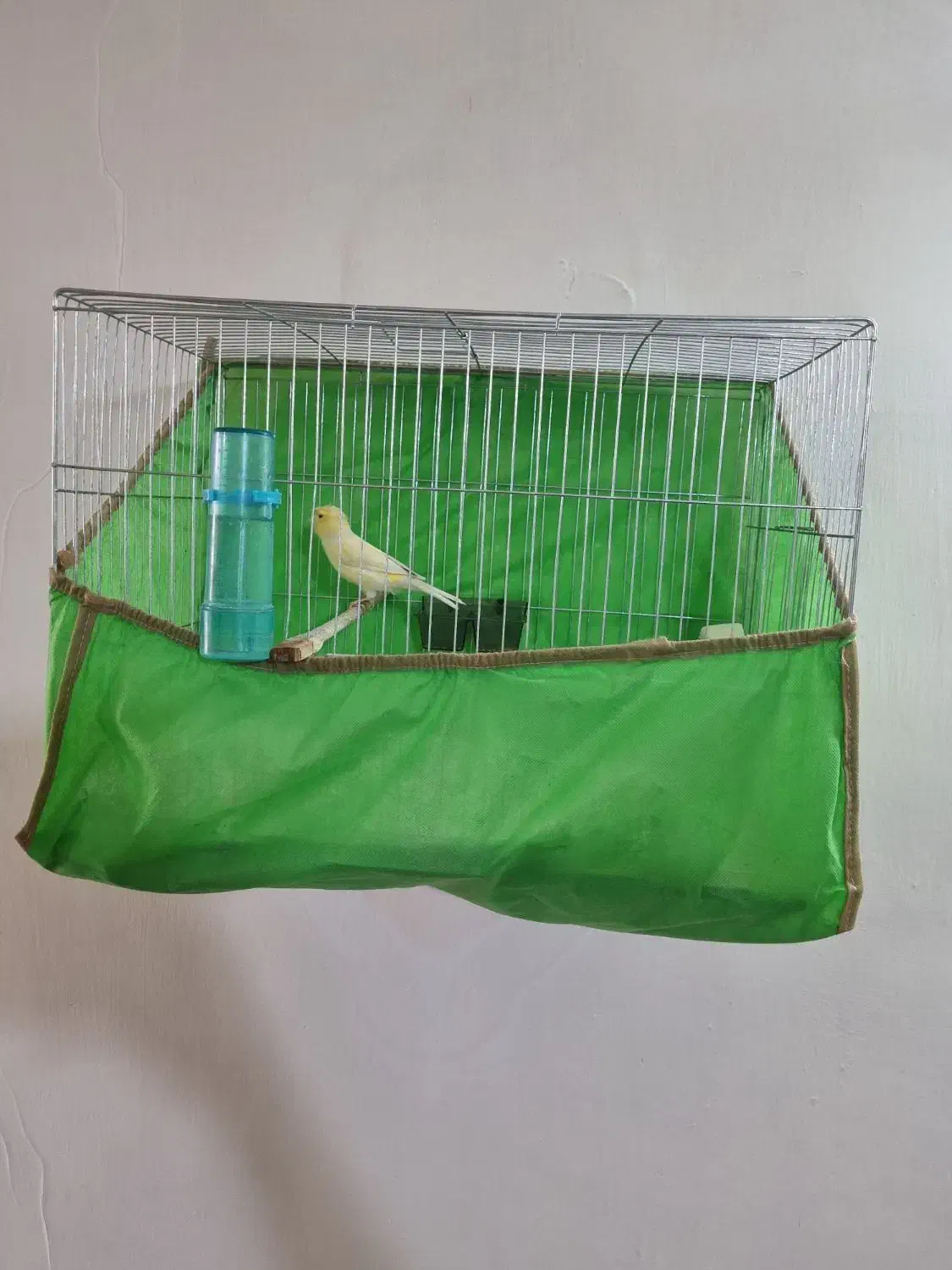 قناری نر|پرنده|شهر ری, علایین|دیوار