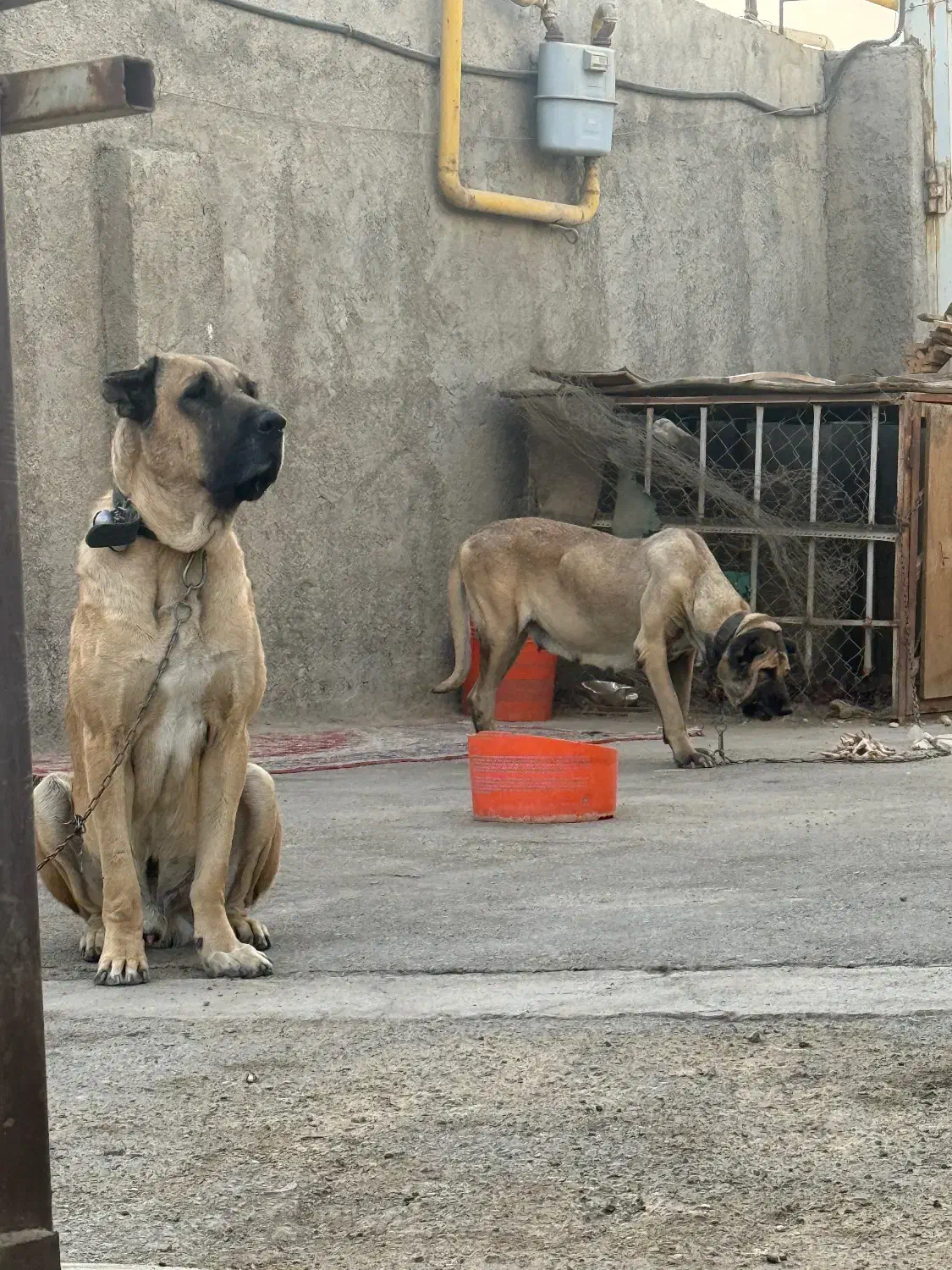 واگذاری ماده سرابی|سگ|بهارستان, |دیوار