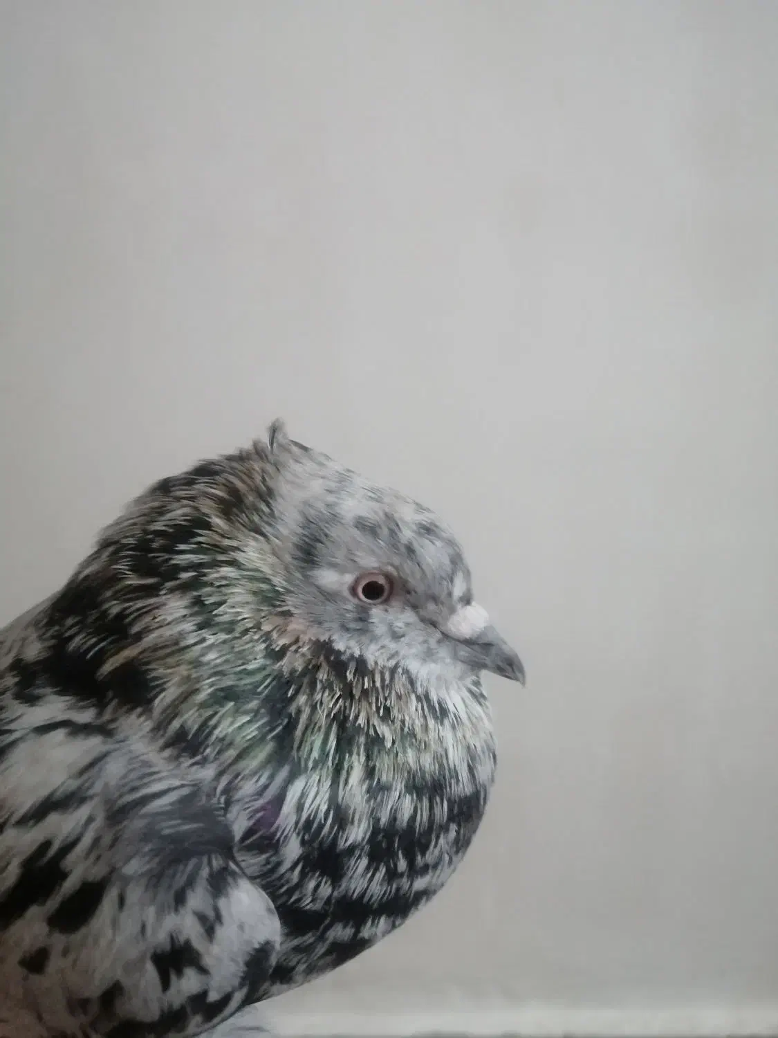 کبوتر|پرنده|رامهرمز, |دیوار