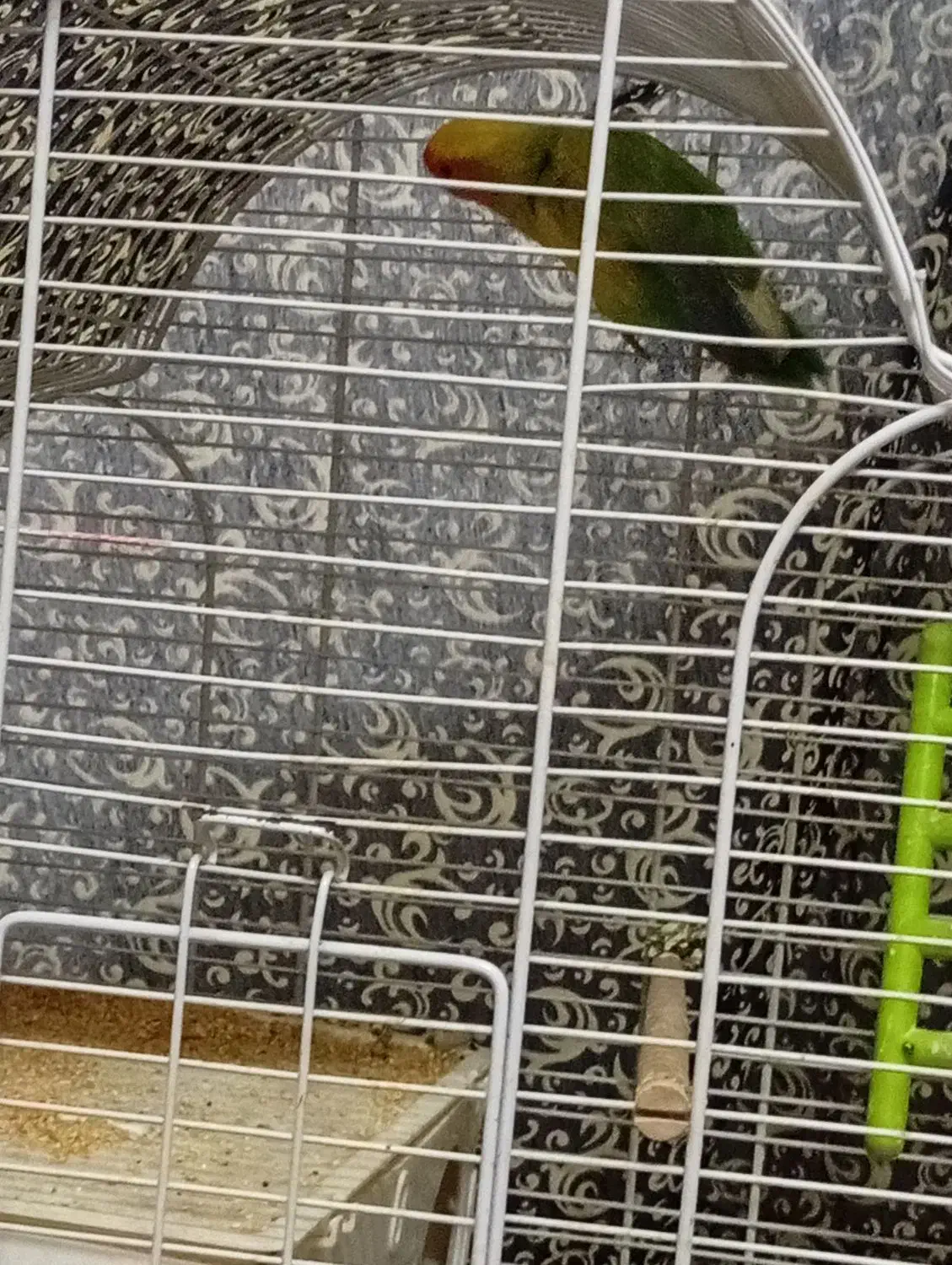 طوطی کوتوله|پرنده|کرمان, |دیوار