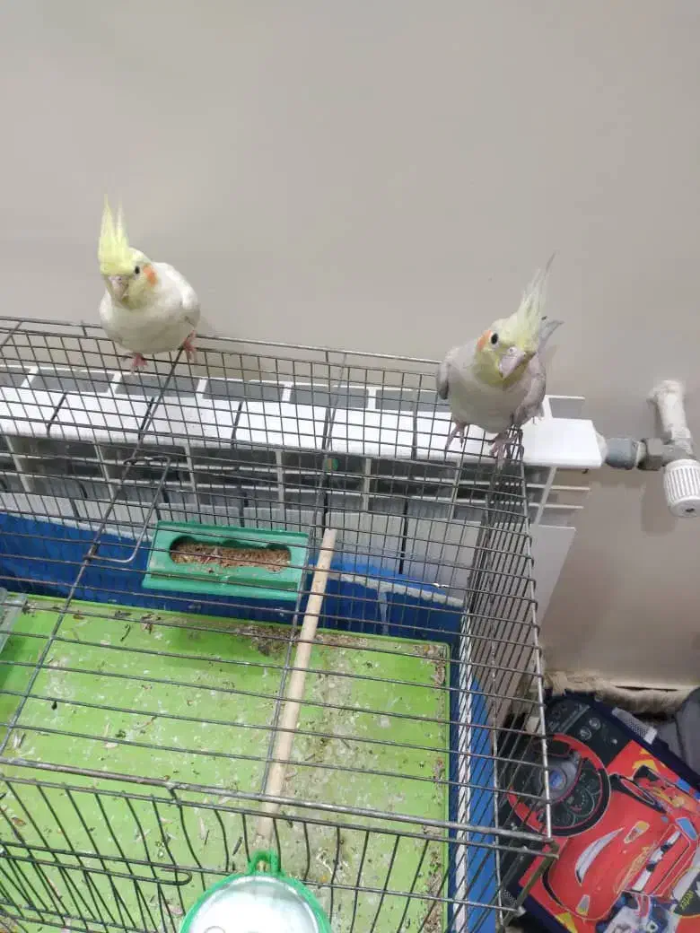 ۲ عدد عروس هلندی|پرنده|خمینی‌شهر, |دیوار