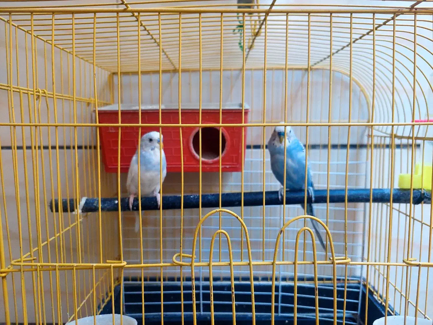 فروش دو مرغ عشق نر|پرنده|بهبهان, |دیوار