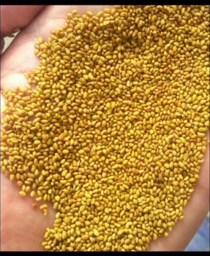 بذر|خدمات باغبانی و درختکاری|ارزوئیه, |دیوار